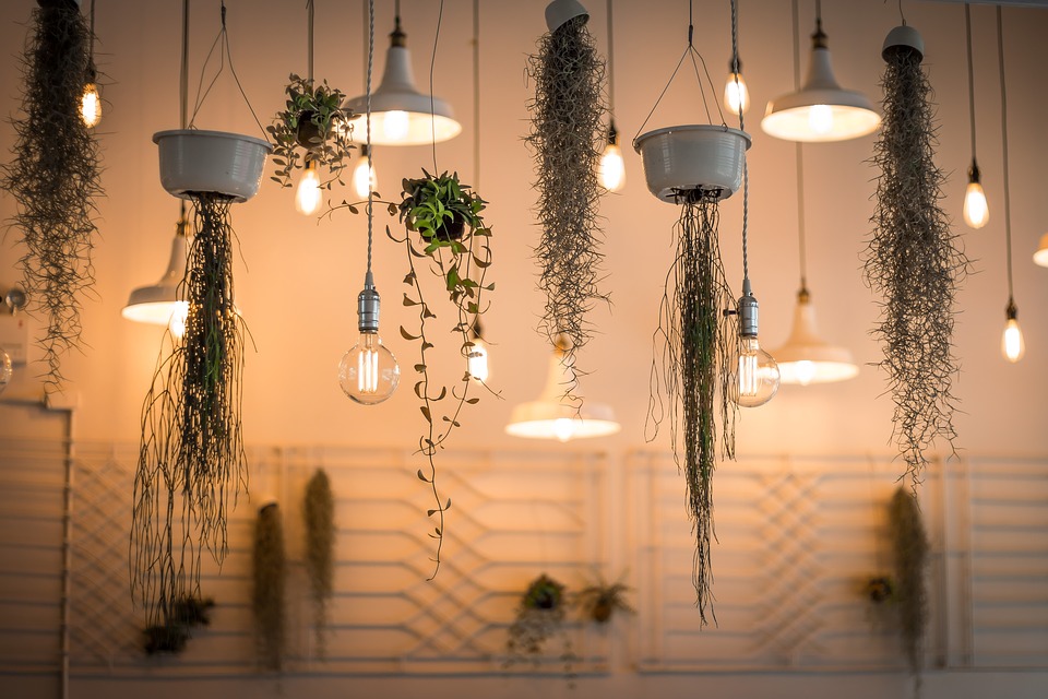 plantes chambre à coucher